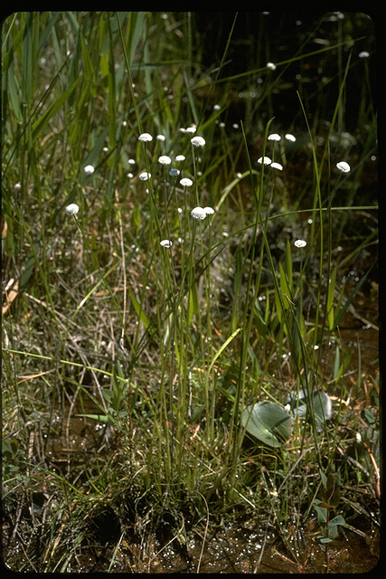 Flattened Pipewort blooming in WIcomico Co., Maryland (6/5/1982).